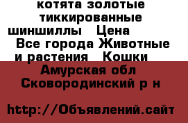 котята золотые тиккированные шиншиллы › Цена ­ 8 000 - Все города Животные и растения » Кошки   . Амурская обл.,Сковородинский р-н